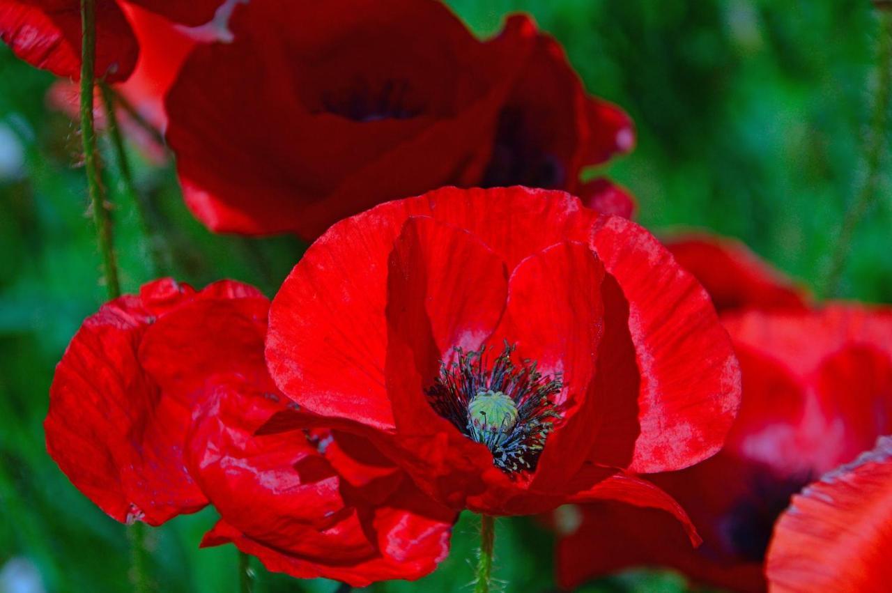 Poppy Flower Apartment Budapest Esterno foto